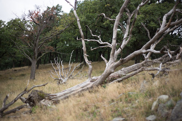 Fototapeta na wymiar deadwood in stone field