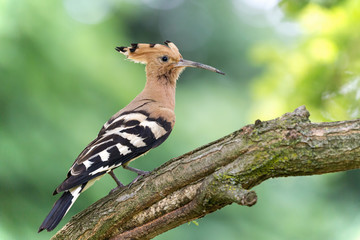 Upupa nel bosco (Upupa epops)