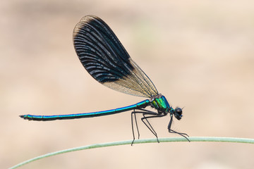 Libellula Calopteryx virgo