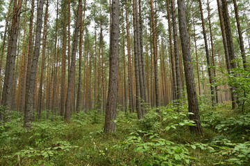 Insights from the conservation reserve of Odargowo