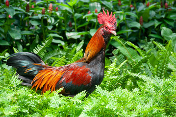 Rooster cock on a natural green background.