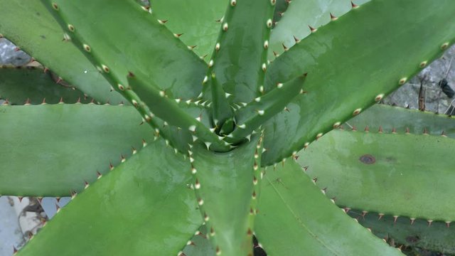 Aloe vera flover beauty cream derived from Aloe