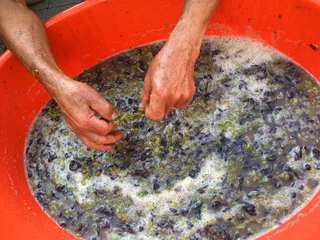 Foto auf Alu-Dibond wijn maken in een grote emmer © Carmela