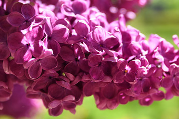 Fototapeta na wymiar pink lilac in the garden