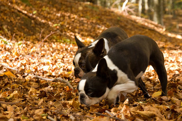 Perros olisqueando en un hayedo en otoño