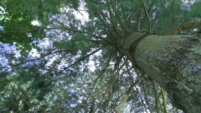 Up into the leaves of a tree