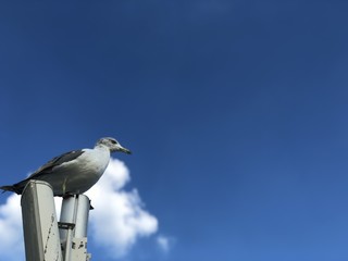 Blue sky and seagull