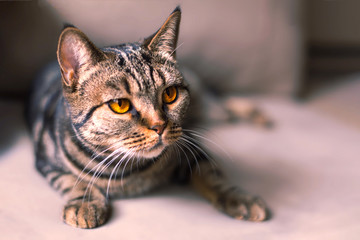 British Short hair cat with bright yellow eyes sitting on the blurred sofa. Tebby color, indoors, light