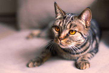 British Short hair cat with bright yellow eyes sitting on the blurred sofa. Tebby color, indoors, light