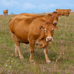 Limousin cows on a field in La Terrade, Limousin, Haute Vienne, France.