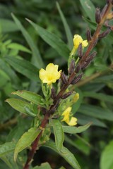 Evening primrose