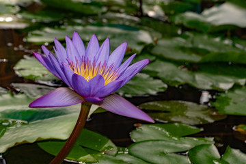 purple lily flower in bora bora