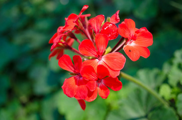 red flower on green leaf background