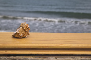 sea ​​shell on the beach