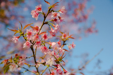 close up of Wild Himalayan Cherry tree