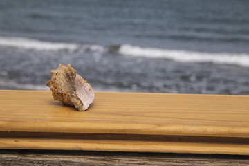 sea ​​shell on the beach