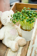 white bear doll with tree pot