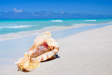 Sea shells on the sandy beach