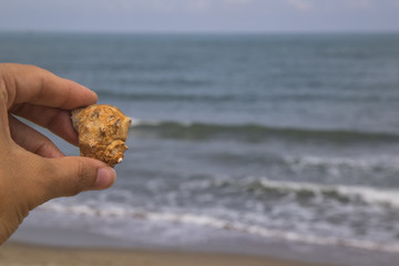 sea ​​shell on the beach