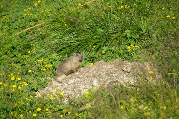 Marmot sitting on a green grass field in the mountains watching out