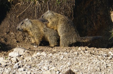 Naklejka na ściany i meble Baby marmots playing near their cave
