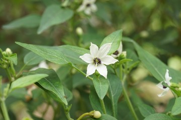 chili flower in nature garden