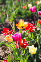 Group of coloured Tulip flower in a meadow