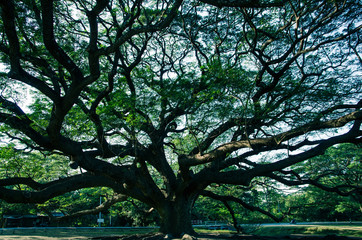 under of Rain tree with dark light at Kanchanaburi, Thailand