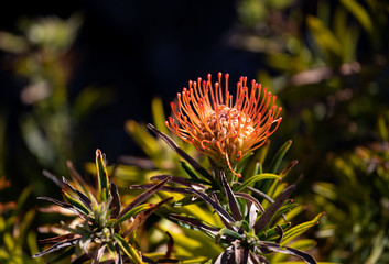 Naklejka na ściany i meble Native Flora of Kangaroo Island