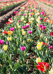 Springtime on a Tulip Field