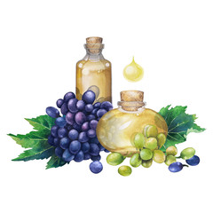 Watercolor bottle of essential oil made of grape seed
