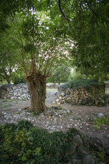 A ruined stone wall, among the trees of the forest