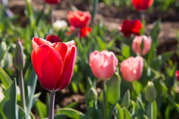 Red tulip flowers in a meadow in springtime
