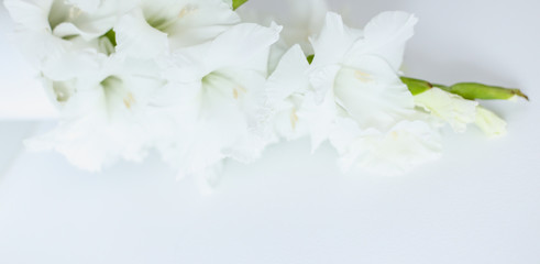 Website banner photo image of gladiolus in white background. Concept of blog header, flowers and...