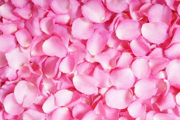 Obraz premium pink roses