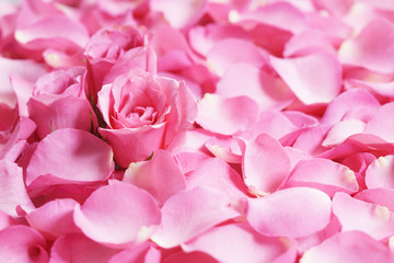 pink blooming roses
