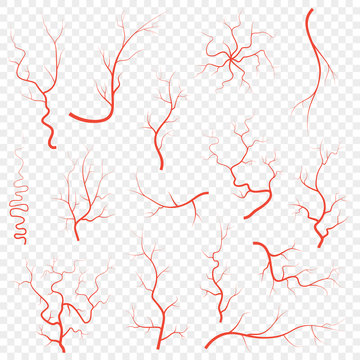 Human red eye veins set, anatomy blood vessel arteries illustration group. Vector medical eyeball vein arteries system map. Veins isolated on white background