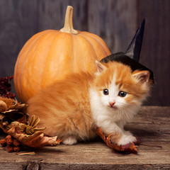halloween pumpkin jack-o-lantern and ginger kitten on black wood background