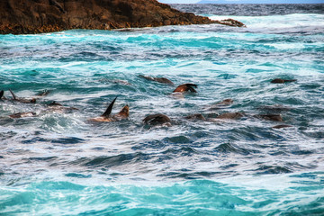 Obraz premium Foki w Parku Narodowym Abel Tasman