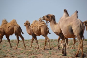 camel mongol