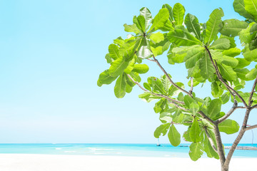 Beautiful white sand beach and tree with  island in summer time concept travel, holiday and vacation. Tropical paradise beach nature landscape in Thailand