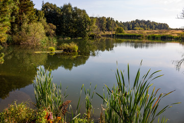 View of a small pond with thickets on the shore. Kaluzhskiy region, Russia