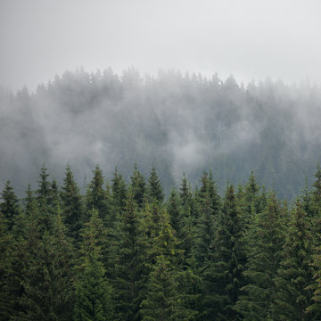 Squared image of misty coniferous forest. Firs, larches.  Styria mountains, Austria