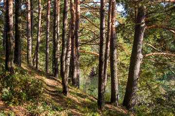 Fototapeta premium Pines on the shore of the pond. Kaluzhskiy region, Russia