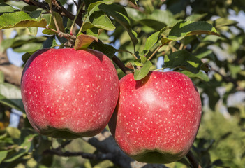 Obraz premium Two red ripe apples hang on a branch of an apple tree