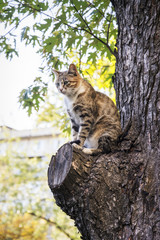 Naklejka na ściany i meble In the summer a cat sits on the tree.