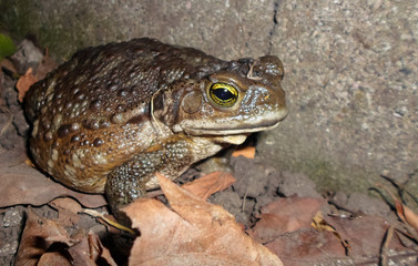 Frogs in the garden