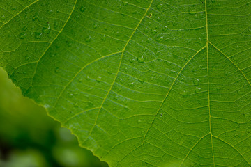 water drop on leaf