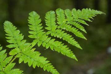 Wet fern leaf close-up on blurred green forest background