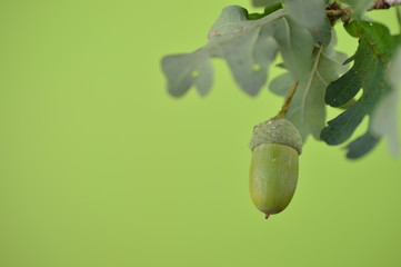 green acorn with oak leaves on branches close up in front of green background with copy space